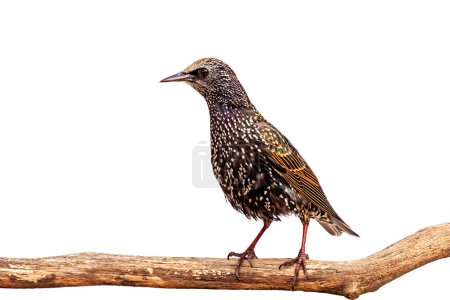 Photo for A starling stands upright on a branch while showing off its iridescent spots, white background - Royalty Free Image