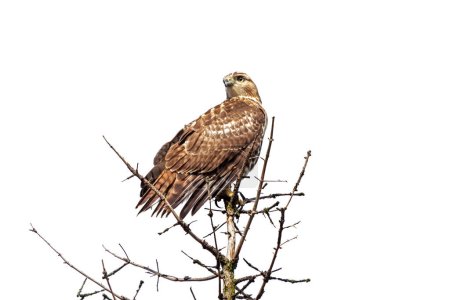 Photo for A red-tailed hawk perched on top of a pine tree, head turned backwards with a white background - Royalty Free Image