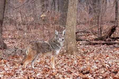Photo for A coyote stands at attention nearly blending into the autumn colors of the forest. The coyote stares into the camera. Background of decaying orange leaves, bushes and tree trunks. - Royalty Free Image
