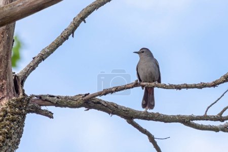 Photo for A catbird perched on a tree branch with a blue sky in the background - Royalty Free Image
