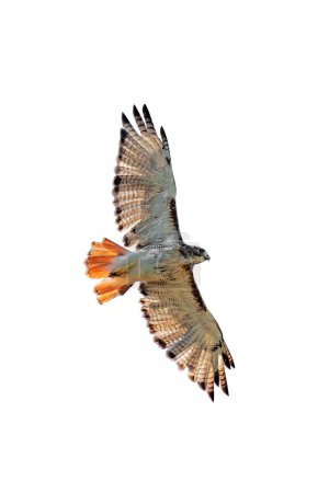 Photo for Tail glowing, Spread Wings, a Red-Tailed Hawk Soars on a White Background - Royalty Free Image