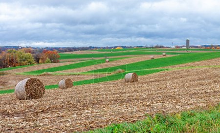 Foto de Fardos de heno en colinas onduladas rodeadas de cintas de alfalfa. Coloridos árboles de otoño y silos de granja proporcionan el fondo. - Imagen libre de derechos