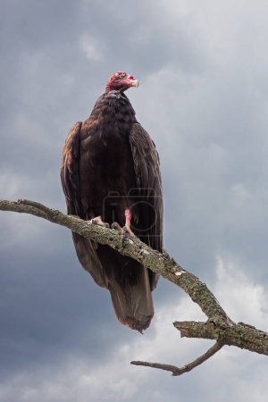 Photo for A turkey vulture, perched on a branch, waits for the impeding storm. Ominous gray, cloudy background. - Royalty Free Image