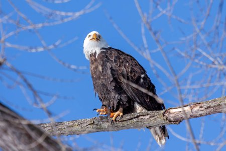 Téléchargez les photos : Un aigle chauve regarde dans le ciel bleu tout en essayant de se cacher dans un arbre stérile
. - en image libre de droit