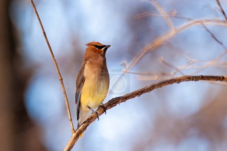Photo for With its rakish black mask and subdued crest, a cedar waxwing profiles itself while perched in a tree. - Royalty Free Image