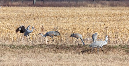Photo for A family of sandhill cranes in a plowed cornfield. Two fight to display their dominace. Other cranes casually walk by and eat ignoring the spectacle. - Royalty Free Image