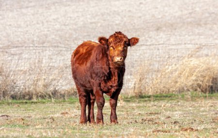 Photo for A red angus stands in a pasture staring directly at the camera. - Royalty Free Image