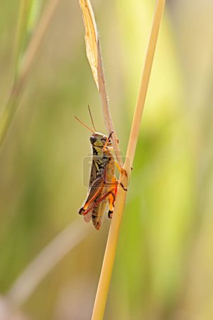 Photo for In the middle of a prairie, a grasshopper climbs a blade of grass. - Royalty Free Image
