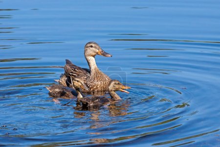 Téléchargez les photos : Dans l'eau bleue d'un lac paisible, une mère colvert nage avec ses deux canetons. - en image libre de droit