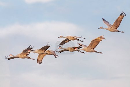 A flock of sandhill cranes flying in the morning sky