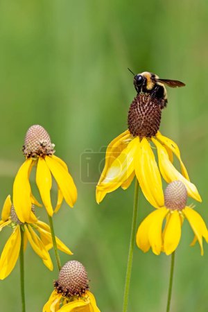 A profile of a gold and black bumble bee as it pollinates a yellow coneflower. Soft green colors of the grasslands make up the background.