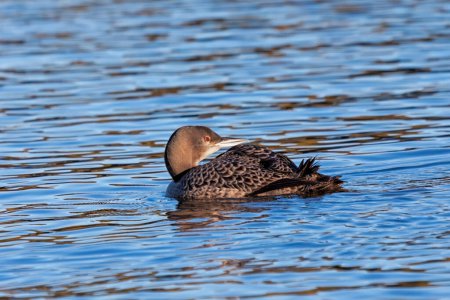 A baby loon, with its head turned back, floats on the blue water of a lake.