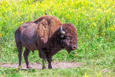 A buffalo stands in a prairie of golden flowers with a bird on its back. Both benifit in this symbiotic relationship.