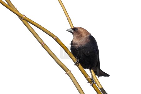 A cowbird looks left while perched on a branch white background