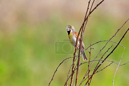 Un dickcissel tuitea en voz alta mientras está encaramado en una rama. Los suaves colores verdes de las praderas conforman el fondo.