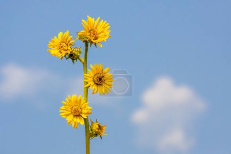 Photo for The multiple yellow daisies of a single compass plant reach into the blue sky. - Royalty Free Image