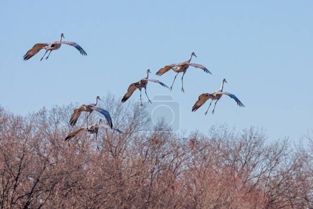 Six sandhill cranes fall from the sky. Above the treetops, their wings are spread as they drift in for a landing.
