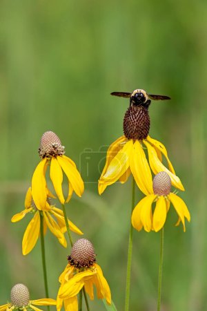 A head-on image of a gold and black bumble bee pollinating a yellow coneflower. Soft green colors of the grasslands make up the background.