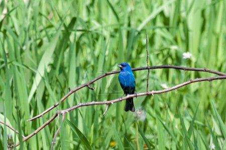 Photo for An Indigo Bunting perched on a thorny branch hidden in the green grasses of a prairie. - Royalty Free Image