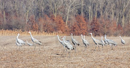 Sandhill cranes walk across a plowed cornfield. The orange and red hues of autumn trees provide a colorful background for the gray colored cranes.