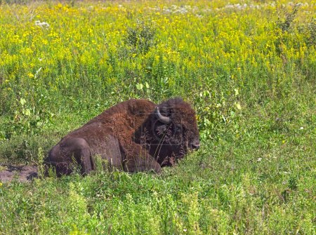A buffalo lays down in its dry wallow among a prairie of golden flowers.