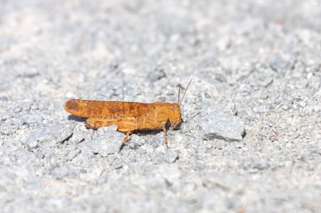 Photo for An orange carolina grasshopper stands still on on gray colored crushed limestone - Royalty Free Image