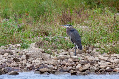 Photo for A great blue heron hunts on a rocky shoreline. The bird patiently waits anticipating a fish to swim nearby. - Royalty Free Image
