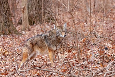A coyote stands at attention nearly blending into the autumn colors of the forest. The coyote stares into the camera. Background of decaying orange leaves, bushes and tree trunks.