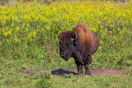 Photo for A buffalo stands in its dry wallow among a prairie of golden flowers. - Royalty Free Image