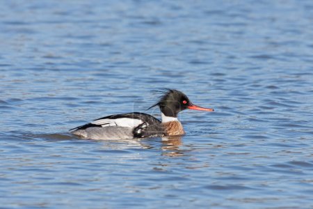 Photo for A male red-breasted merganser swins across a lake's blue rippled waters. - Royalty Free Image