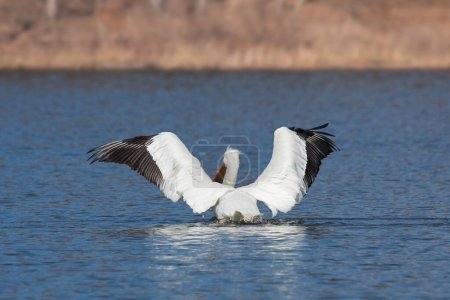 Photo for An angelic pelican spreads its wings across blue water.  As the american white  pelican  rises out of the lake it admires the golden brown forest of the morning. - Royalty Free Image