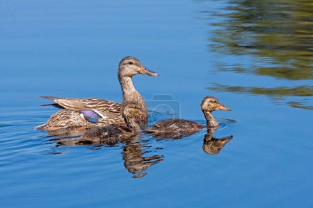 Photo for In the blue water of a peaceful lake a mother mallard swims with her two ducklings. - Royalty Free Image