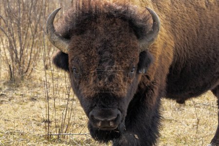 A buffalo stares curiously at the photographer. This head portrait of a bison displays the details of its horns and surface texture of its facial hair.