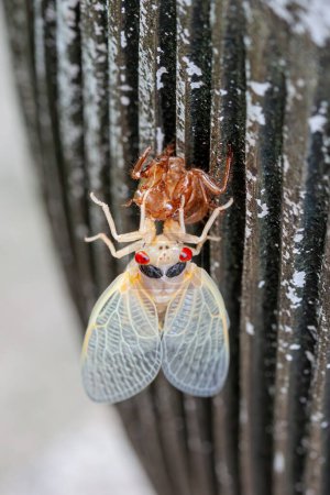 Photo for An albino  cicada slowing emerges from its shell while hanging on a vase. - Royalty Free Image