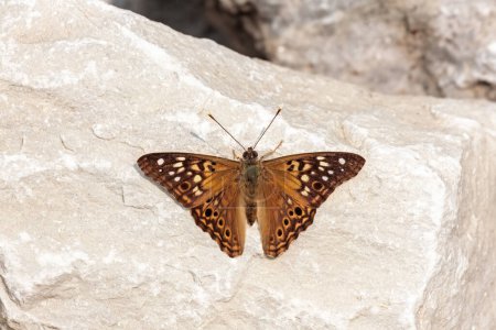 With is wings spread wide open, a hackberry emperor rests on a limestone booulder.