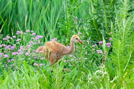 The orange fluffy feathers of a sandhill crane colt stand out in contrast to the green reeds and wildflowers of a meadow.
