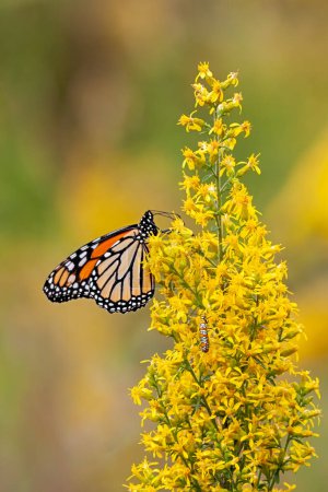 Una mariposa monarca y Ailanthus Webworm Moth se alimentan de una flor de vara de oro