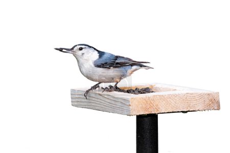 Photo for A white breasted nuthatch sits on top of a sunflower seed feeder. White background. - Royalty Free Image