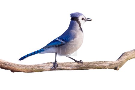 Photo for A blue jay stands proudly on a branch; isolated on a  white background - Royalty Free Image