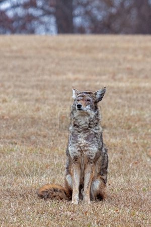 An injuried coyote sitting at attention in a prairie.