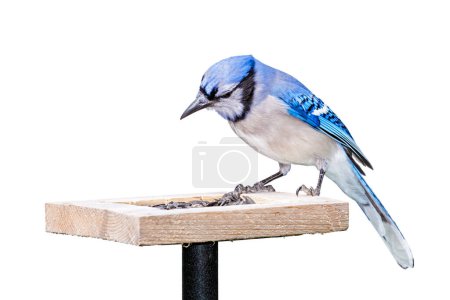 A bluejay sits on top of a sunflower seed feeder. White background.