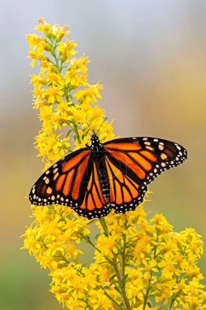 Una mariposa monarca poliniza una flor de vara de oro