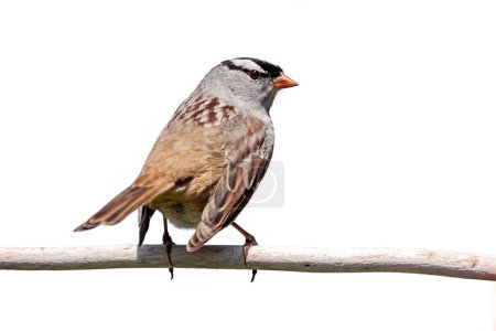 Photo for With very bold white and black stripes on its head, a white-crowned sparrow sits backwards on a white background. - Royalty Free Image