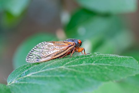 Photo for A recently emerged cicada stands on a  green lleaf - Royalty Free Image