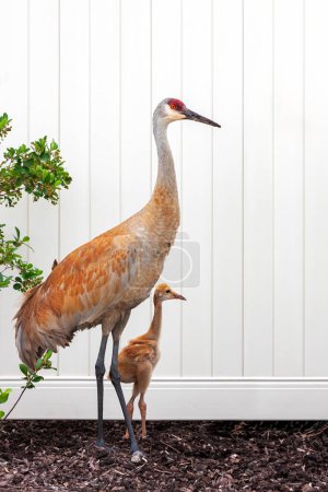 A sandhill crane and its colt standing in front of white PVC fence. Their orange mating and youth plumages glow in contrast the white fence.