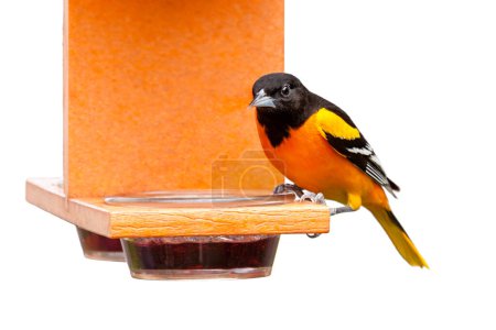 Un oriole baltimore se trouve au sommet d'une mangeoire de couleur orange. Ses options de dîner sont la confiture de raisin doux. Isolé sur fond blanc