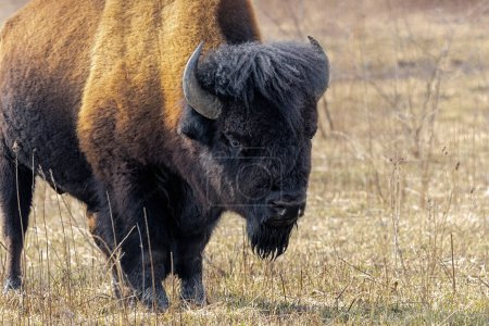 Foto de Un búfalo mira con curiosidad al fotógrafo. Con una apariencia de listo para cargar, un bisonte muestra los detalles de sus cuernos y la textura superficial de su vello facial. - Imagen libre de derechos