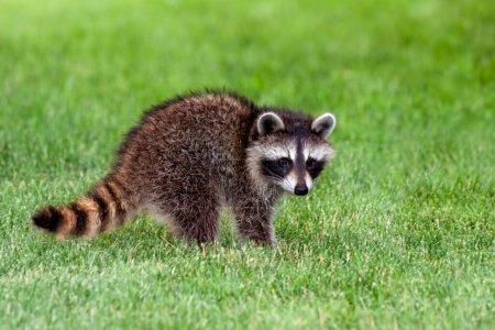 Photo for An adolescent raccoon walks across the green grass of a suburban backyard. - Royalty Free Image