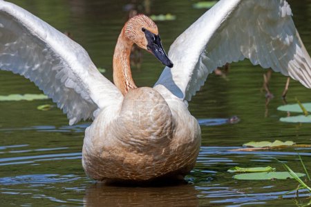 In einem flachen Teich, der mit Lilienkissen gefüllt ist, erhebt ein Trompetenschwan wie ein Engel seine Flügel.