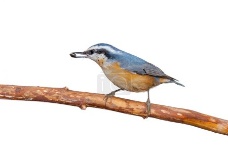 Red-breasted nuthatch, perched branch, beak to tail, holds a sunflower seed in its beak. White background